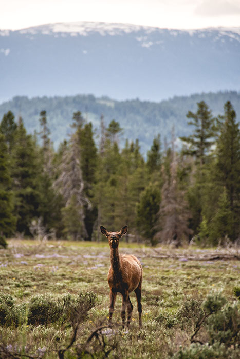 A mule deer in Grand Teton National Park USA