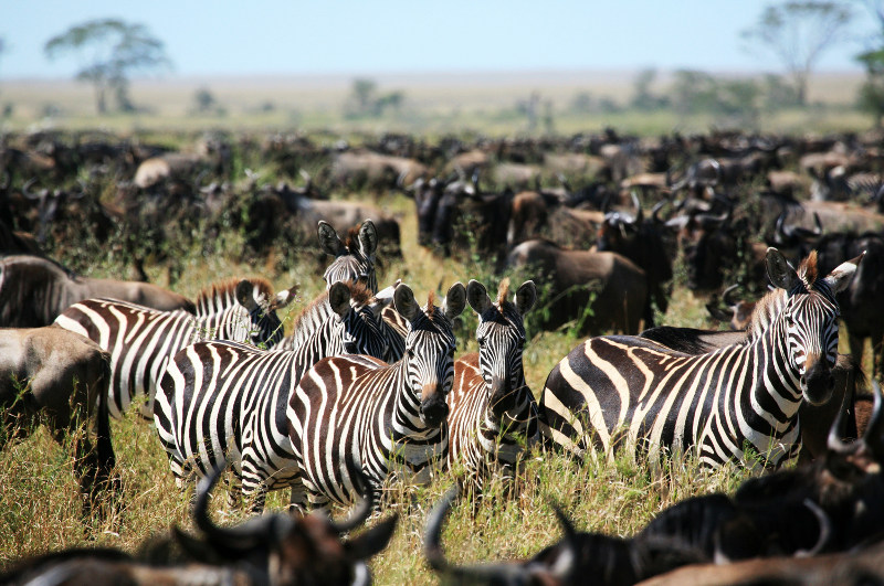 A herd of zebra during the Great Migration