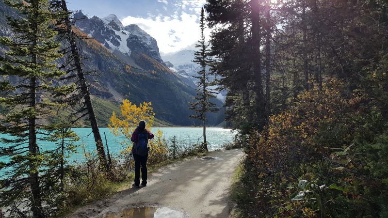 Lake Louise Fir Trees