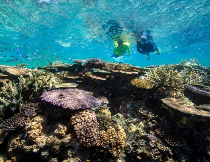 person snorkelling the Great Barrier Reef
