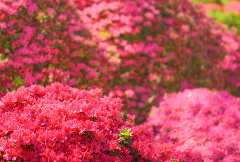 Azalea flowers of fuchsia colors in the garden of Nezu shrine