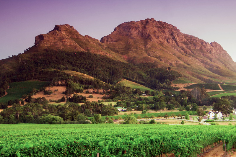 Vineyards with a mountain backdrop in South Africa.