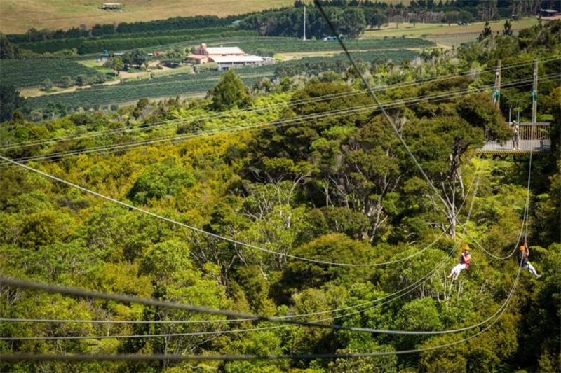 ecozip adventures on waiheke island