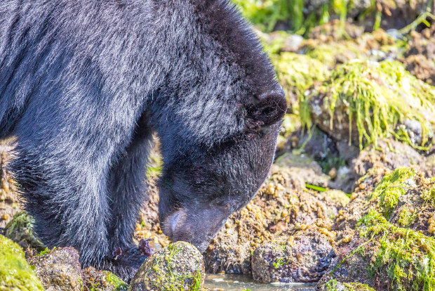 A black bear sniffs out food in British Columbia, Canada.