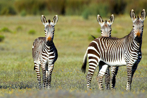 Zebras in South Africa.