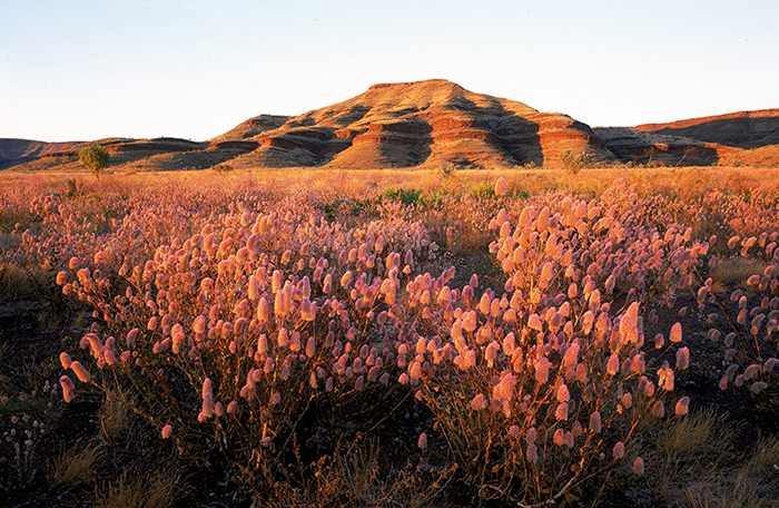 Wildflowers in Karijini National Park, Western Australia. 