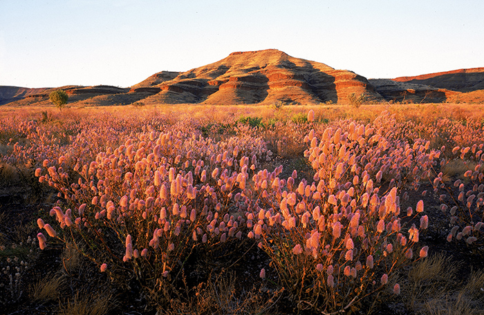Wildflowers in Karijini National Park, Western Australia.
