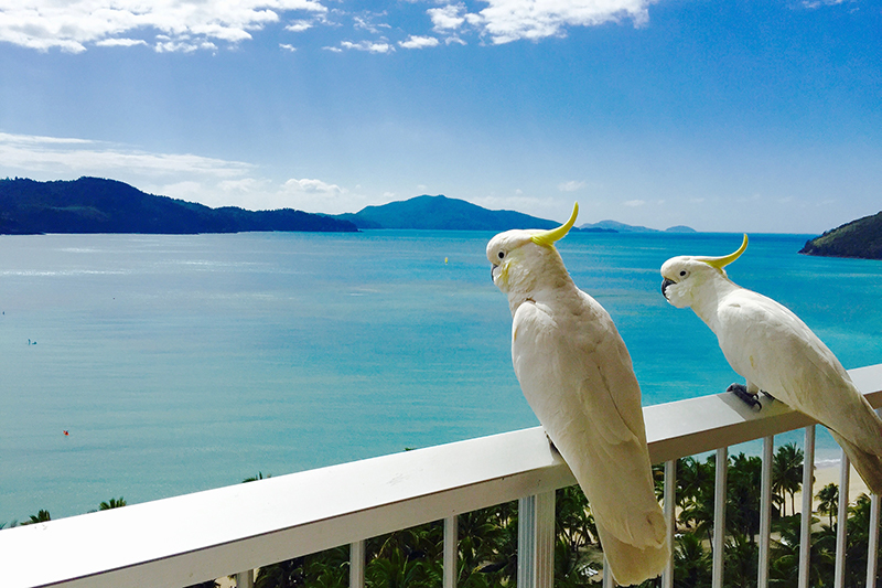 Cockatoos on a balcony in Hamilton Island, Queensland.