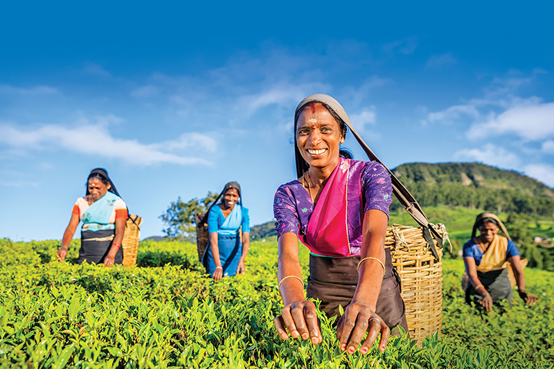 Four women pick tea leaves on a plantation in Sri Lanka.