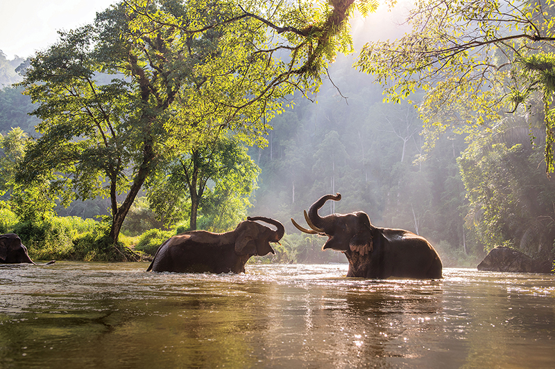 Asian elephants in a river in Thailand.