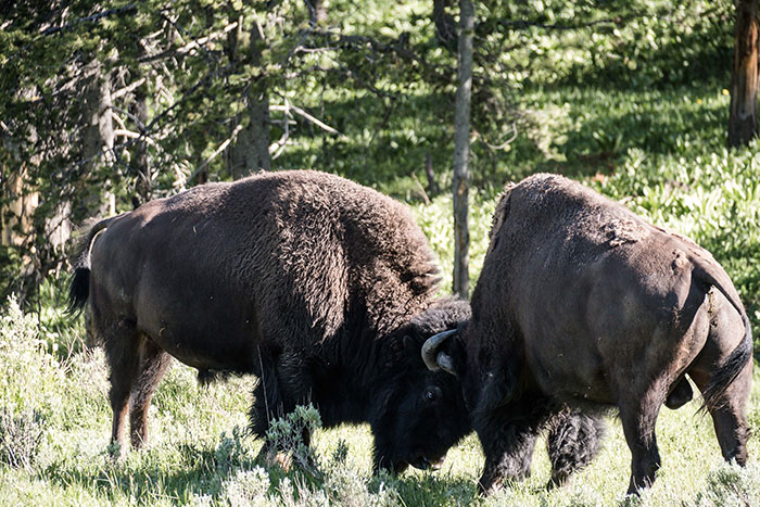 Yellowstone is the only place in the USA where bison have lived continuously since prehistoric times.