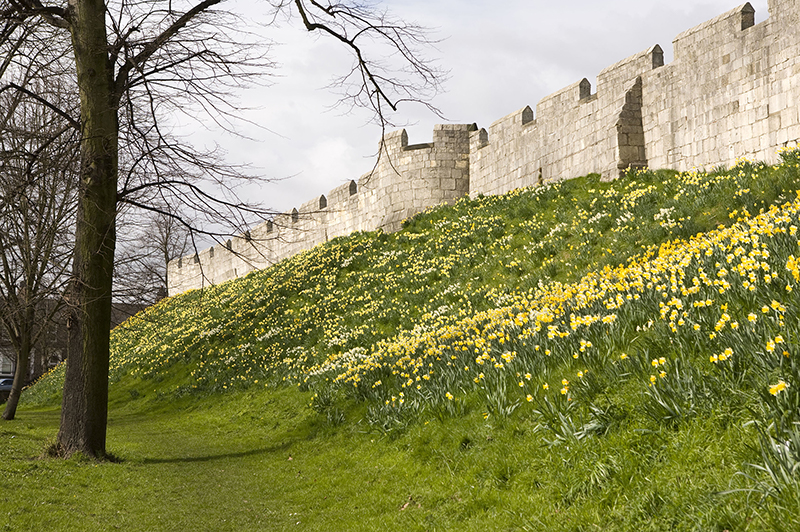 The medieval city walls of York in spring.