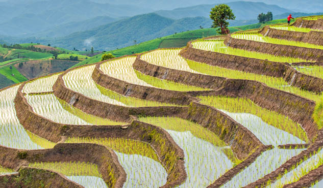 Terrace Rice Field at Pa Bong Piang Hill Tribe Village in Rainy Season